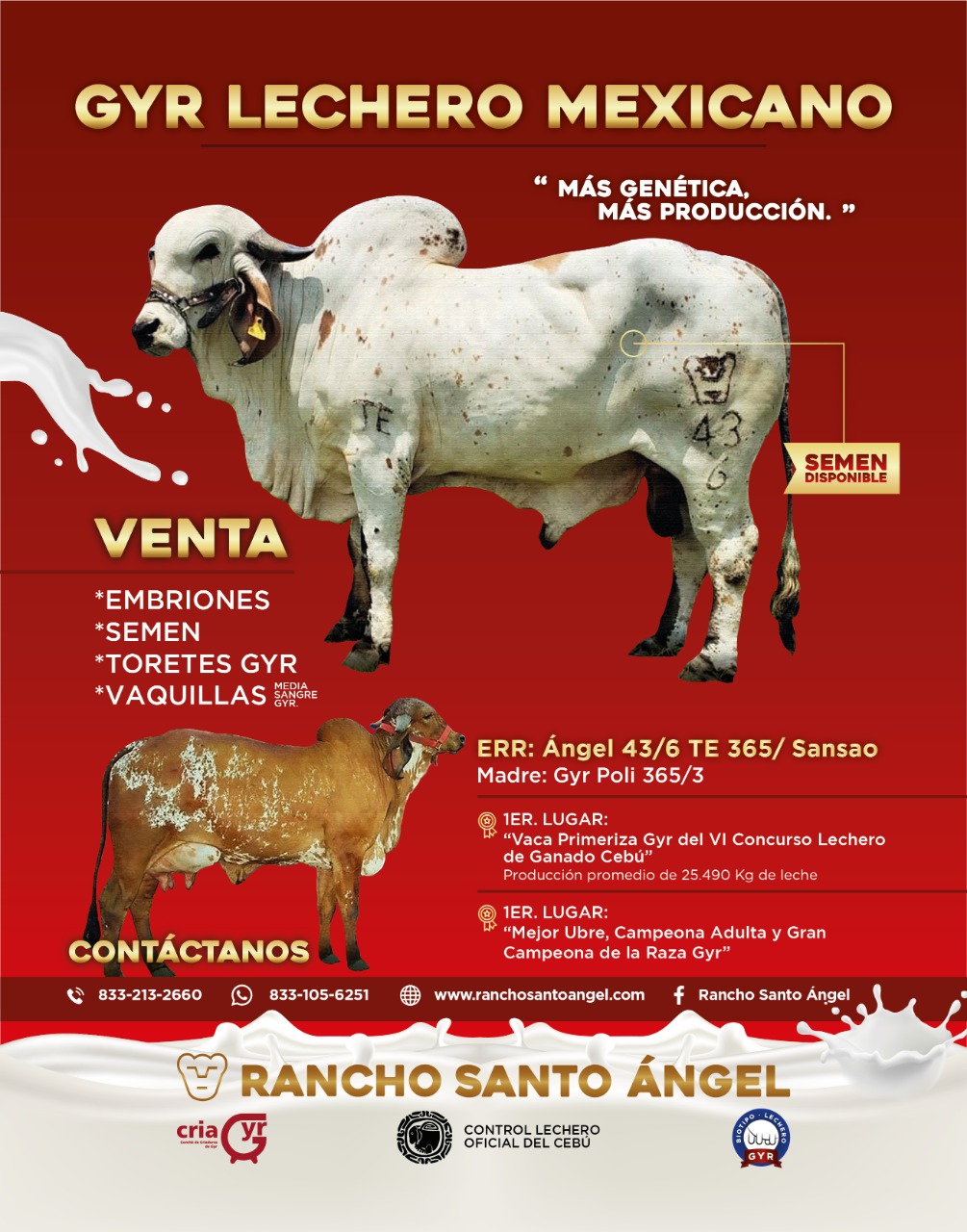 GYR LECHERO SANTO ANGEL 43 6