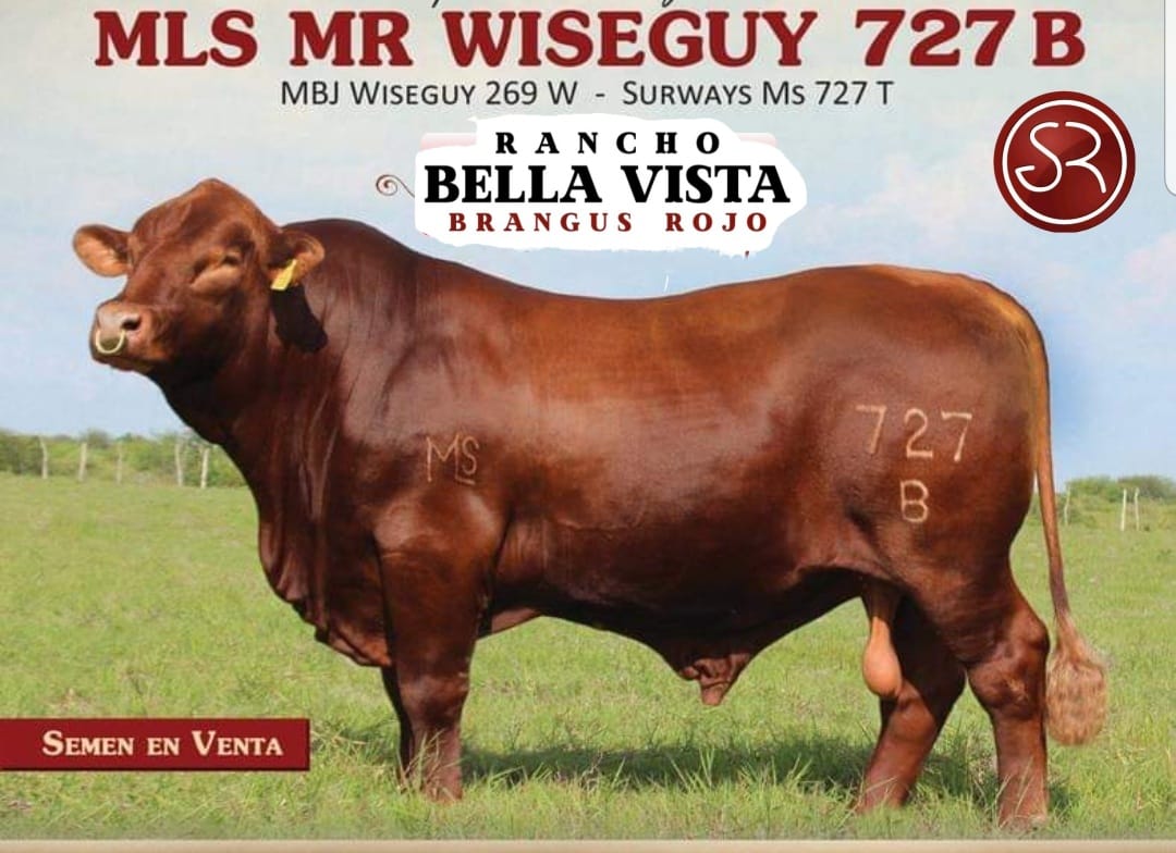 MLS MR WISEGUY 727B